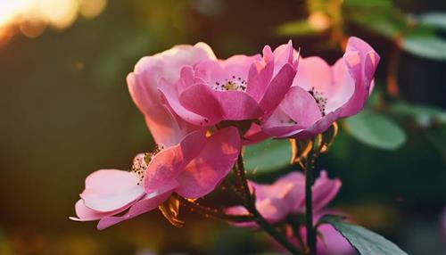 Tử vi thứ 5 ngày 21/7/2022 của 12 con giáp: Dậu thất vọng, Tý gặp may