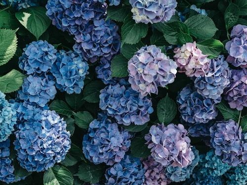 Tử vi Chủ nhật ngày 12/1/2020 của 12 con giáp: Sửu phát tài, Mão duyên về