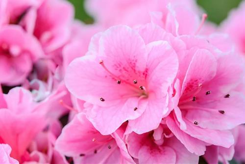 Tử vi thứ 4 ngày 24/8/2022 của 12 cung hoàng đạo: Sư Tử tự tin, Hổ Cáp quyết tâm