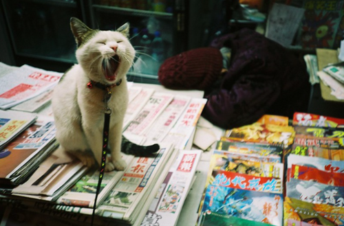 Tử vi tuần mới của 12 cung hoàng đạo (5-11/9/2022): Nhân Mã vui vẻ, Song Tử tốt đẹp