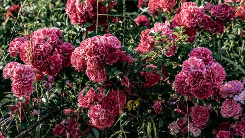 Tử vi Chủ nhật ngày 11/9/2022 của 12 con giáp: Tuất linh hoạt, Hợi có hồng phúc