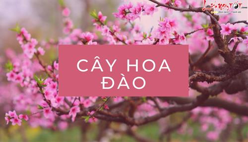 CÂY HOA ĐÀO: Loài hoa mang sắc Xuân và niềm vui, vận may tới mọi nhà