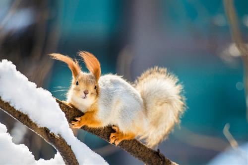 Tử vi thứ 3 ngày 17/10/2023 của 12 con giáp: Hợi tháo vát, Thân kiếm nhiều tiền