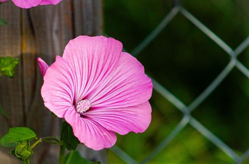 Tử vi thứ 7 ngày 11/11/2023 của 12 con giáp: Sửu rủng rỉnh, Hợi tốt bụng