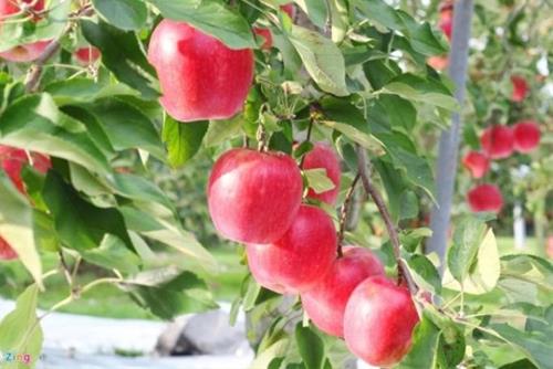 Câu chuyện cuộc sống: 3 người đàn ông buôn táo theo 3 cách, sau 10 năm kết quả khác biệt