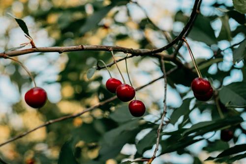 Tử vi thứ 3 ngày 21/11/2023 của 12 con giáp: Thìn thuận lợi, Tuất tinh tế