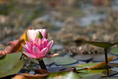 Tử vi thứ 5 hàng ngày 23/11/2023 của 12 con giáp: Sửu có tiền, Tuất thư thái