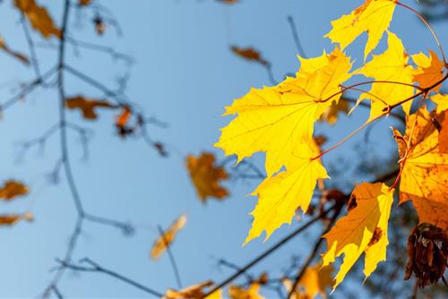 Tử vi thứ 7 ngày 18/11/2023 của 12 con giáp: Hợi tủi thân, Tý nhanh nhẹn