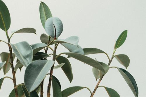 Tử vi thứ 4 ngày 6/12/2023 của 12 con giáp: Sửu trắc trở, Dần thờ ơ