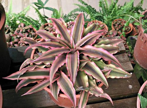 Cây lê phụng cơ: vượng tài khai vận