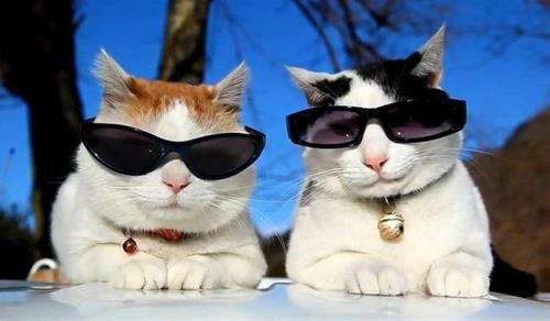 Top 4 cung hoàng đạo BÁ ĐẠO nhất, cái nết ngang ngược chẳng ngán ai bao giờ!