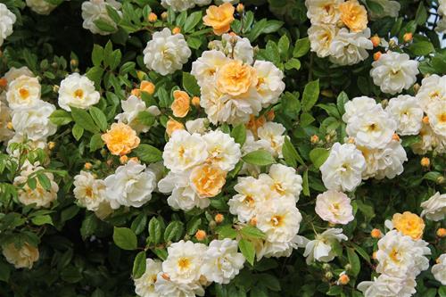 Tử vi thứ 4 ngày 22/2/2023  của 12 con giáp: Tị chật vật, Tuất có bổng lộc