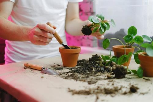 Tử vi thứ 3 ngày 21/3/2023 của 12 con giáp: Sửu gặp trở ngại, Tị nóng nảy