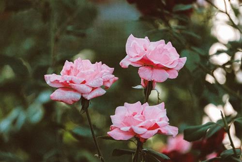 Tử vi thứ 6 ngày 31/3/2023 của 12 cung hoàng đạo: Song Ngư lo xa, Cự Giải can đảm