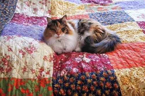 Tử vi thứ 2 ngày 13/3/2023 của 12 cung hoàng đạo: Song Tử dễ tính, Song Ngư ham chơi