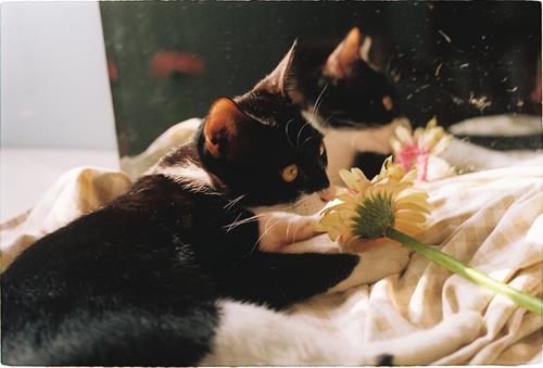 Tử vi Chủ nhật ngày 7/5/2023 của 12 con giáp: Sửu thuận lợi, Tuất sống tình cảm