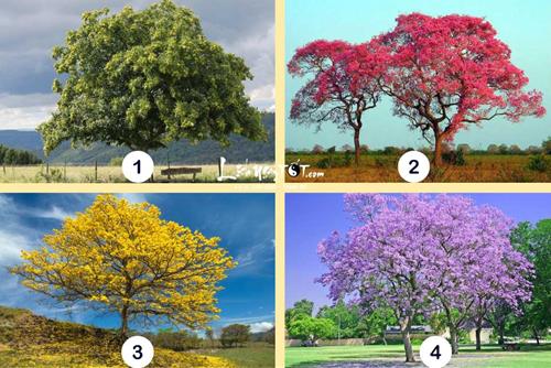 Trắc nghiệm tâm lý: Đâu là thứ bạn có NHIỀU NHẤT trong tương lai?