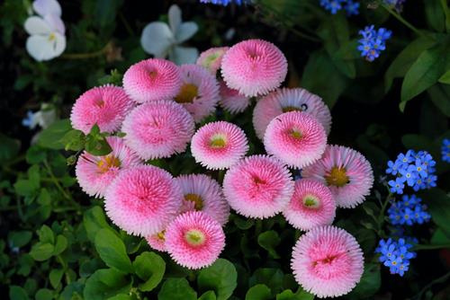 Tử vi thứ 4 ngày 7/6/2023 của 12 con giáp: Thìn vui sướng, Tuất hào phóng