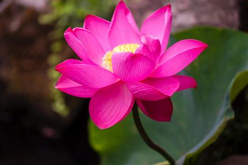 Tử vi Chủ nhật ngày 21/5/2023 của 12 con giáp: Thìn tài giỏi, Sửu dễ mất tiền