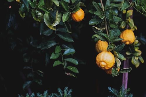 Tử vi thứ 3 ngày 4/7/2023 của 12 con giáp: Thân nên tập trung, Hợi nhiều ưu tư