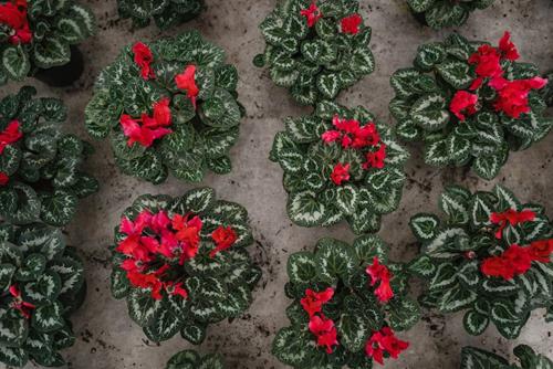 Tử vi thứ 7 ngày 17/6/2023 của 12 con giáp: Mão tránh tranh cãi, Tuất khả quan