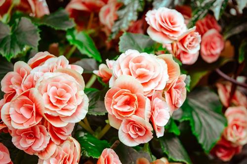 Tử vi Chủ nhật ngày 23/7/2023 của 12 con giáp: Tý kiêu ngạo, Sửu hiếu chiến