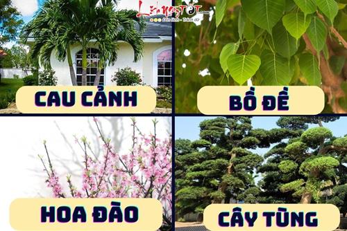 Top 10 cây trừ tà đuổi ma nên trồng trước nhà để khai thông vượng khí, hút tài lộc