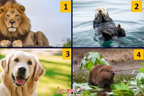 Trắc nghiệm tâm lý: Bạn có giỏi nắm bắt cơ hội hay cứ để mặc nó qua đi rồi kêu ca mình xui xẻo?