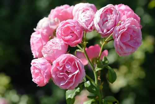 Tử vi thứ 6 ngày 4/8/2023 của 12 con giáp: Sửu gặp sự cố, Ngọ bốc đồng