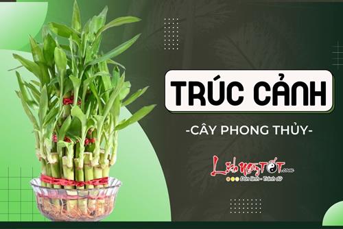 Cây trúc cảnh phong thủy: Trồng sao cho đúng để ngăn chặn tà khí, thúc vượng tài lộc cho gia chủ?