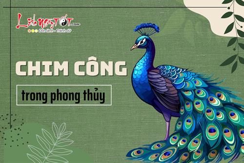 Chim CÔNG trong phong thủy: Biết dùng đúng cách vừa may mắn vừa dồi dào tài lộc, làm ăn tấn tới