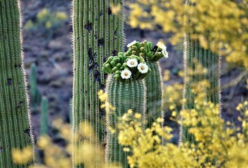 Tử vi thứ 5 ngày 25/1/2024 của 12 con giáp: Thìn hạnh phúc, Dần thất vọng