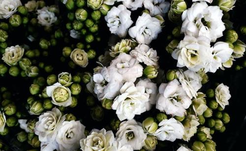 Tử vi tuần mới của 12 con giáp từ 19-25/2/2024: Dần hạnh phúc, Thân hoang phí