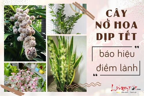Những loài cây nở hoa dịp Tết báo hiệu may mắn và thịnh vượng đang gõ cửa nhà bạn