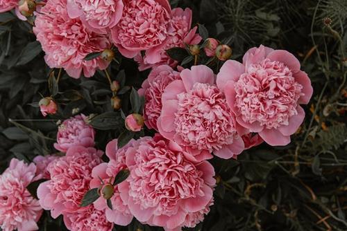 Tử vi Thứ 7 ngày 6/1/2024 của 12 cung hoàng đạo: Kim Ngưu tích cực, Bảo Bình độc lập