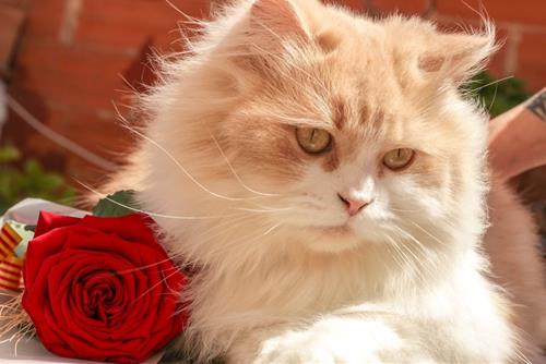 Ngày may mắn tháng 11/2024 của 12 chòm sao: Hãy lên kế hoạch cho tháng mới RỰC RỠ