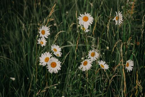 Tử vi thứ 6 ngày 15/11/2024 của 12 con giáp: Tị có tiền, Sửu xung đột