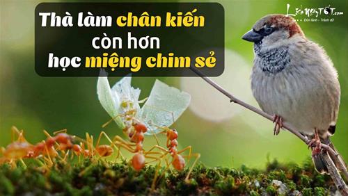 Vì sao cổ nhân dạy “Thà làm chân kiến còn hơn học miệng chim sẻ”? Vận dụng đi đâu cũng được KÍNH NỂ