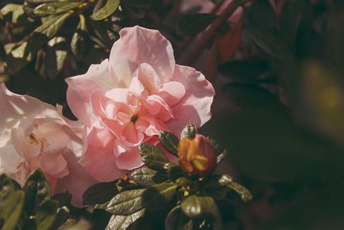 Tử vi thứ 3 ngày 22/10/2024 của 12 con giáp: Tý khó yên ổn, Mão có bước tiến