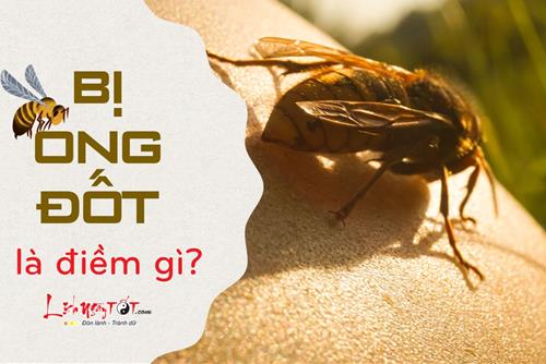BỊ ONG ĐỐT là điềm gì? Bạn sắp đối diện với khó khăn hay tin vui dồn dập?
