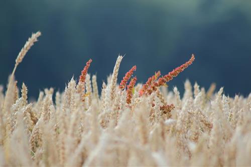 Tử vi tuần mới của 12 cung hoàng đạo (30/12/2024 - 5/1/2025): Đầu năm Hổ Cáp hãy bao dung