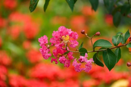 Tử vi thứ 2 ngày 16/12/2024 của 12 con giáp: Hợi thuận lợi, Sửu dễ kiếm tiền