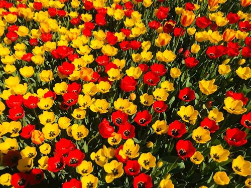 Tử vi thứ 5 ngày 21/3/2024 của 12 con giáp: Thìn lắm tiền, Ngọ ấm ức