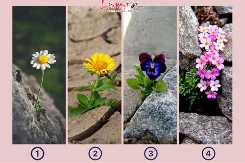 Trắc nghiệm tâm lý: Bạn có thể LỘI NGƯỢC DÒNG trong nửa cuối tháng 3/2024 hay không?