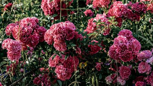 Tử vi thứ 5 ngày 28/3/2024 của 12 con giáp: Dần số đỏ, Hợi mệt mỏi