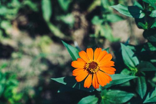 Tử vi Thứ 3 ngày 26/3/2024 của 12 cung hoàng đạo: Sư Tử lao lực, Hổ Cáp lạc quan