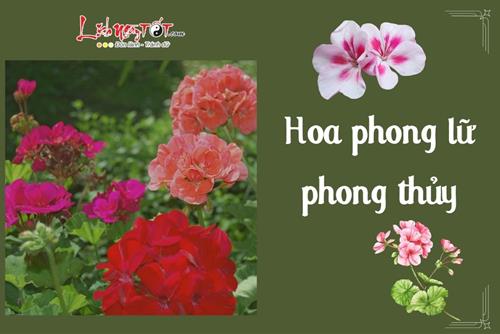 Hoa phong lữ phong thủy dễ trồng, nhiều lợi ích, nhất định phải có trong nhà