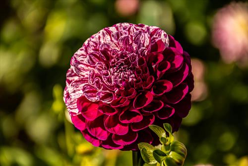 Tử vi thứ 7 ngày 27/4/2024 của 12 con giáp: Tị lộc lá, Mão kiệt sức