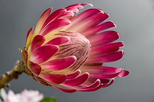 Tử vi thứ 3 ngày 7/5/2024 của 12 con giáp: Hợi sai sót, Tuất thuận lợi