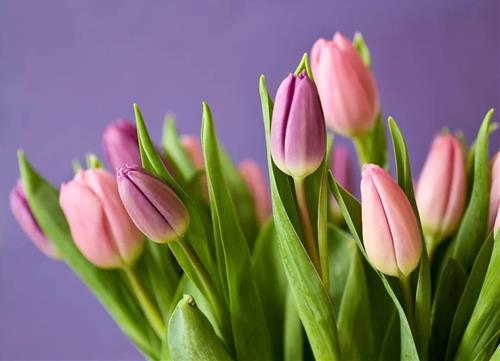 Tử vi thứ 5 ngày 11/4/2024 của 12 cung hoàng đạo: Kim Ngưu gặp may, Song Tử nhanh chán